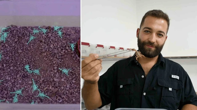 aydinda akrep zehri ureten girisimci 750 akrepten 4 ayda 4 bin yavru elde etti fiyati altinla yarisiyor 2I7yjEmE