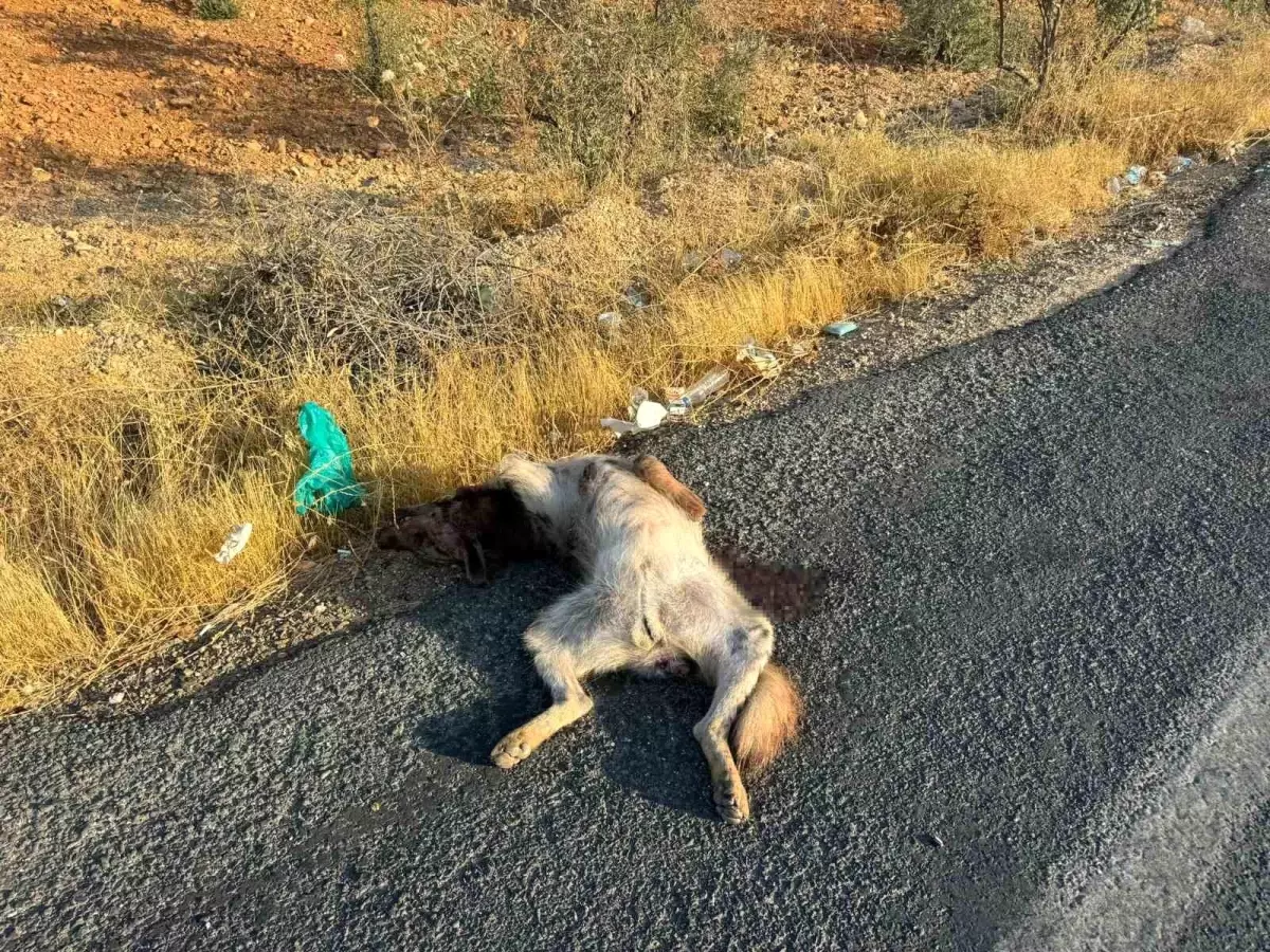 halfetide nesli tukenmekte olan sirtlan telef oldu CzY4v3bc