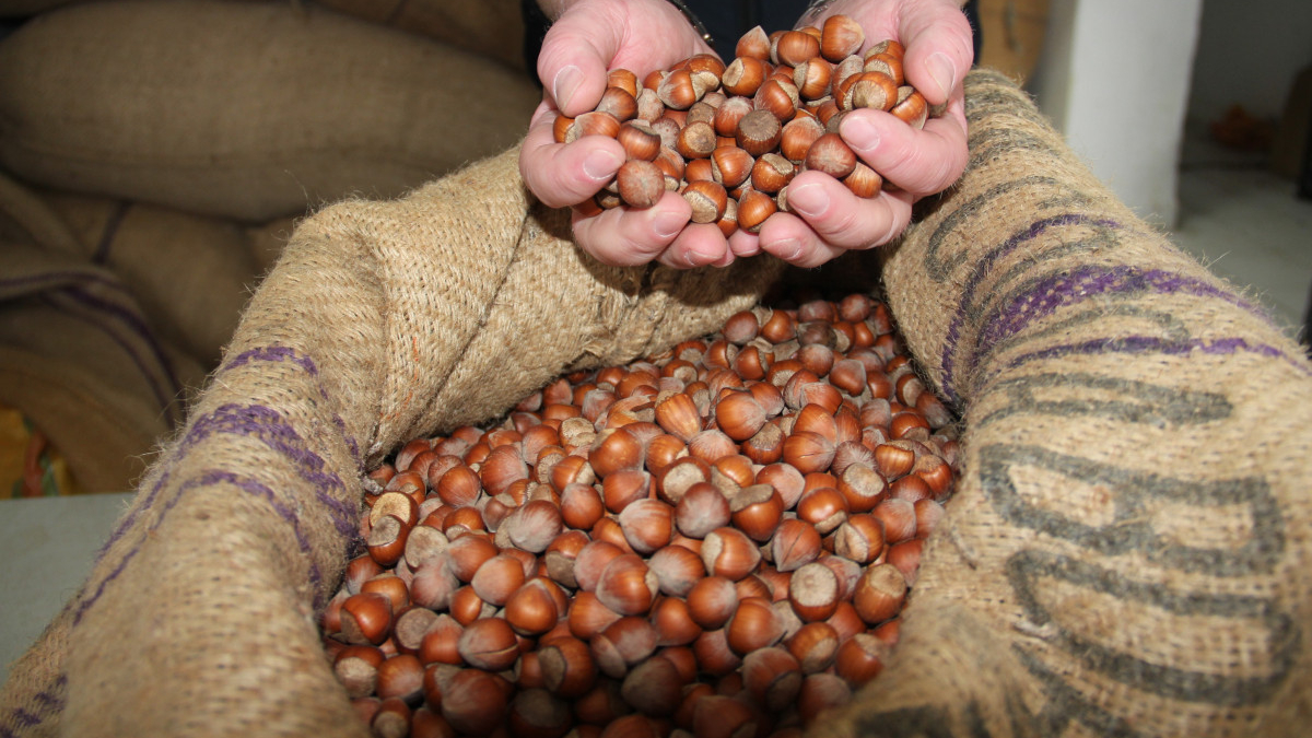 giresun findigi zirvede kilosu 352 tlye ulasti Qwi7HJTu