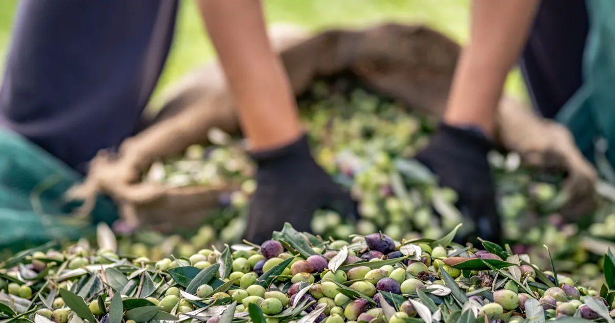sofralik zeytin ihracatinda 255 milyon dolarlik tarihi rekor T6ZFtgI5