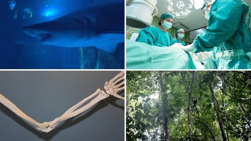 domuz karacigeri naklinden yeni kopekbaligi turu kesfine ekim ayinin bilimsel gelismeleri RvKMdgCG.jpg