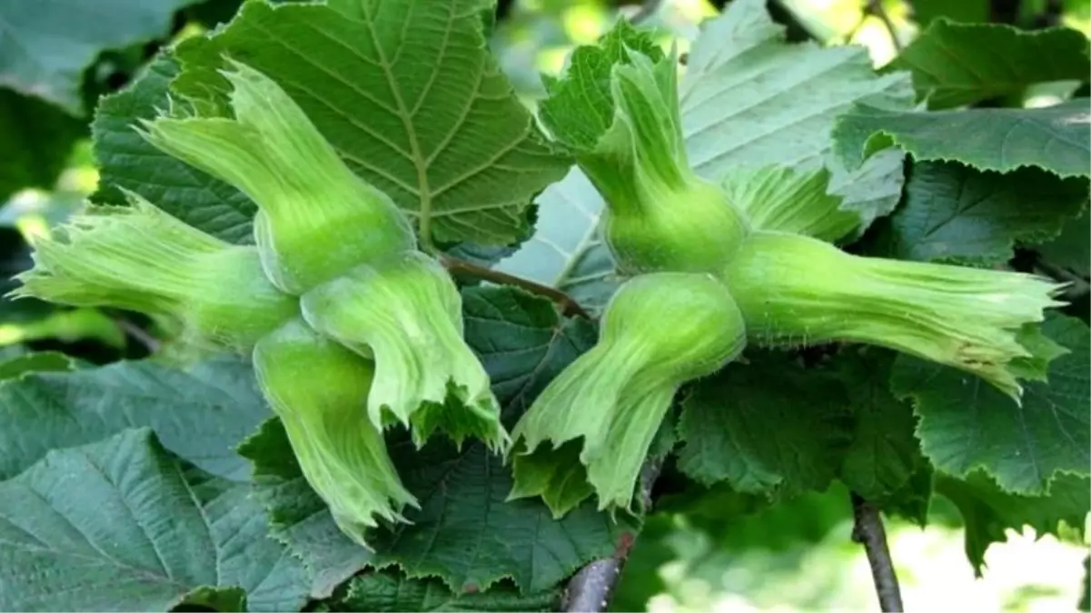 duzceden ab ulkelerine 15 bin ton findik ihracati 2pjeXQRv.jpg