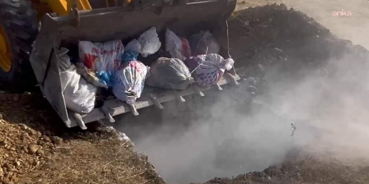 hakkaride hayvan katliami yuzlerce hayvan canli canli gomuldu pLBA91zV.jpg