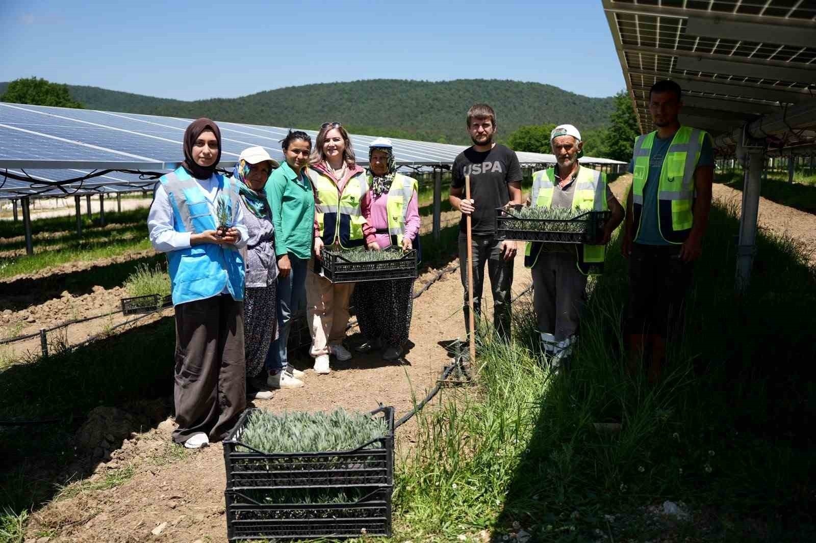 Samsun’da Güneş Enerjisi ile Tarımsal Üretim Birleşiyor