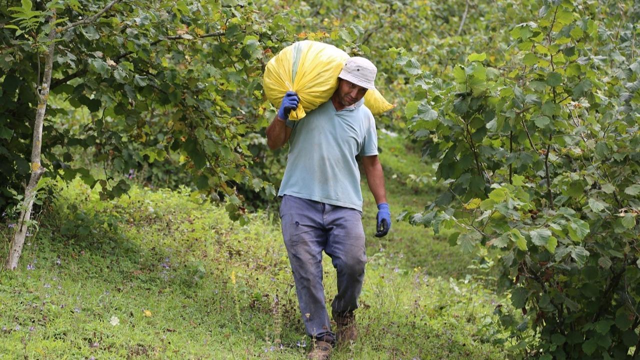 Valilik acikladi findik iscilerinin gunluk yevmiyesi belli oldu X9kOmmTw